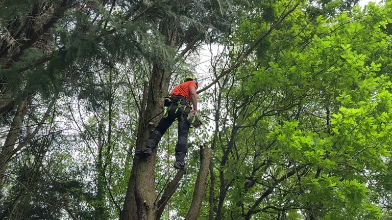 Leaf Removal in Wylie, TX